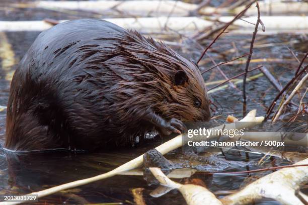 close-up of beaver by lake - beaver chew stock pictures, royalty-free photos & images