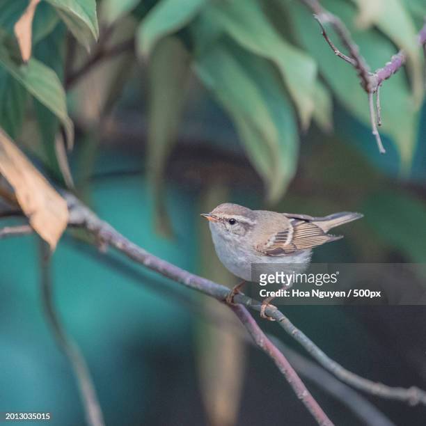 close-up of songwarbler perching on branch - luì foto e immagini stock