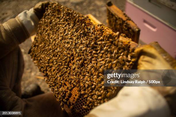 close-up of beekeeper holding beehive - worker bee stock pictures, royalty-free photos & images