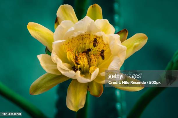close-up of yellow flower - jardinagem stock pictures, royalty-free photos & images
