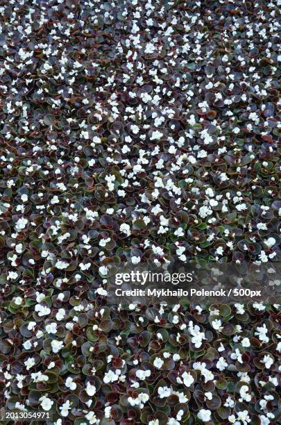 full frame shot of white flowering plants - wax begonia stock pictures, royalty-free photos & images