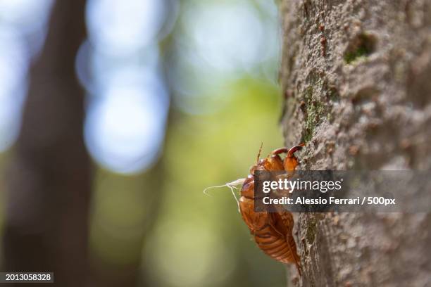 Anto Tree 262 Ant Tree Stock Photos, High-Res Pictures, and Images - Getty Images