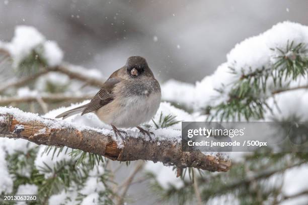 close-up of dark perching on snow covered tree,south bend,indiana,united states,usa - junko stock-fotos und bilder