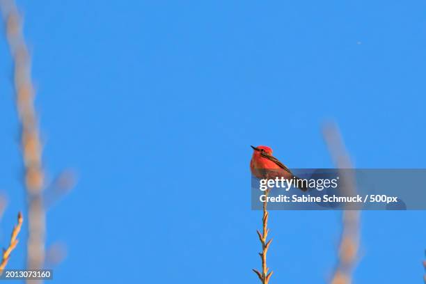 low angle view of northern cardinal perching on plant against clear blue sky,merced,california,united states,usa - blue cardinal bird imagens e fotografias de stock