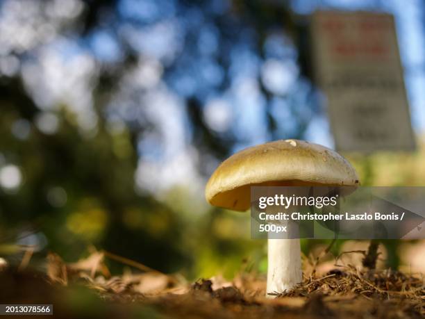 close-up of mushroom growing on field,wellesley,massachusetts,united states,usa - parking log stock pictures, royalty-free photos & images