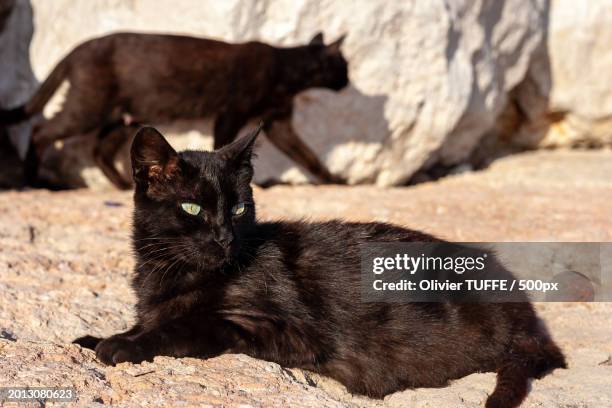 close-up of black cat sitting on field - chat repos stock pictures, royalty-free photos & images