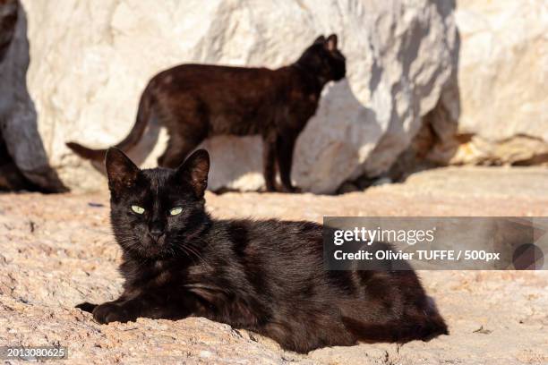 two cats sitting on the ground - chat repos stock pictures, royalty-free photos & images