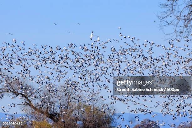 low angle view of birds flying against clear sky,merced,california,united states,usa - snow goose stock pictures, royalty-free photos & images