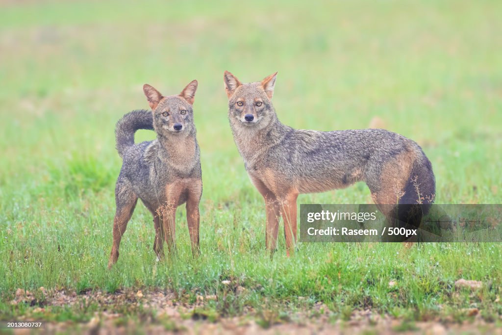 Two kangaroos on grassland