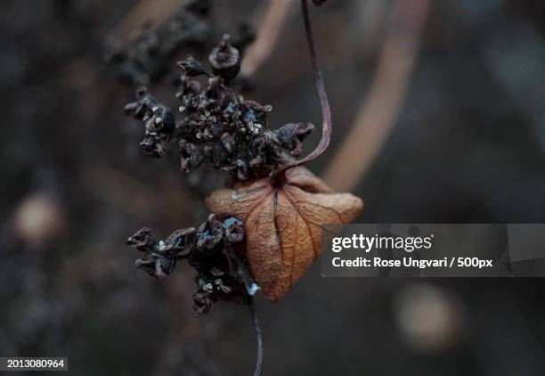 close-up of dried plant,birmingham,michigan,united states,usa - birmingham michigan stock pictures, royalty-free photos & images