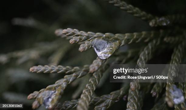 close-up of wet plant,birmingham,michigan,united states,usa - birmingham michigan stock pictures, royalty-free photos & images