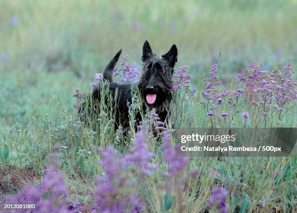 portrait of scottish terrier standing amidst plants on field - scottish terrier stock pictures, royalty-free photos & images