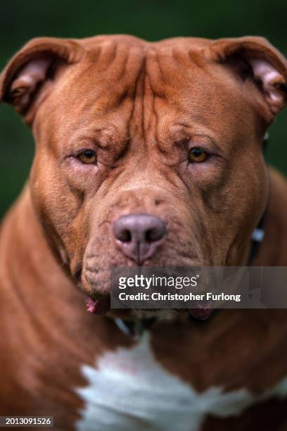 An XL Bully named Pippa enjoys a run and a walk on a private and secure dog walking field on February 15, 2024 in Birmingham, England. XL bully...