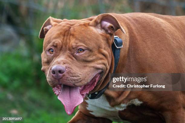 An XL Bully named Pippa enjoys a run and a walk on a private and secure dog walking field on February 15, 2024 in Birmingham, England. XL bully...
