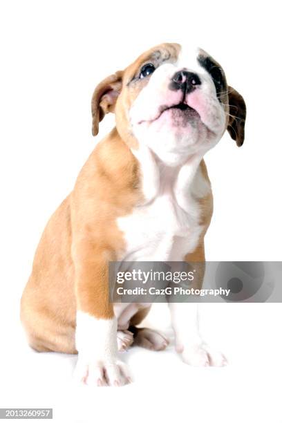 british bulldog two month old puppy - english bulldog puppy stock pictures, royalty-free photos & images