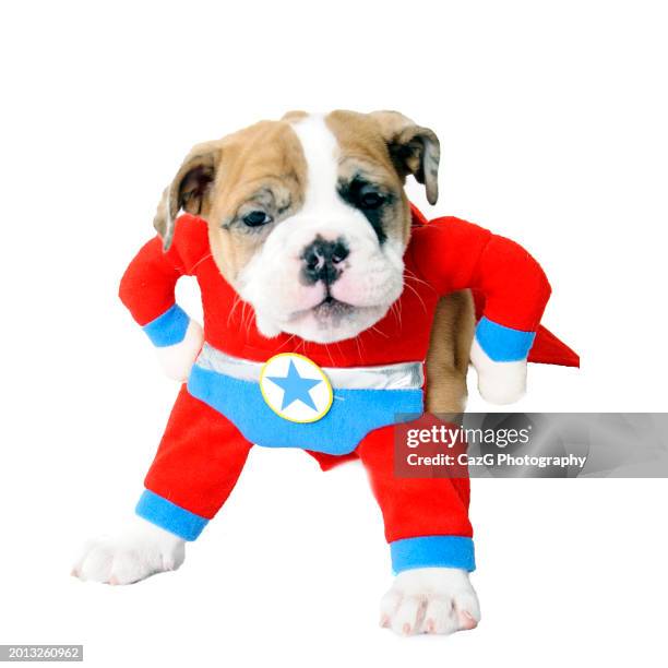 british bulldog two month old puppy - english bulldog puppy stock pictures, royalty-free photos & images