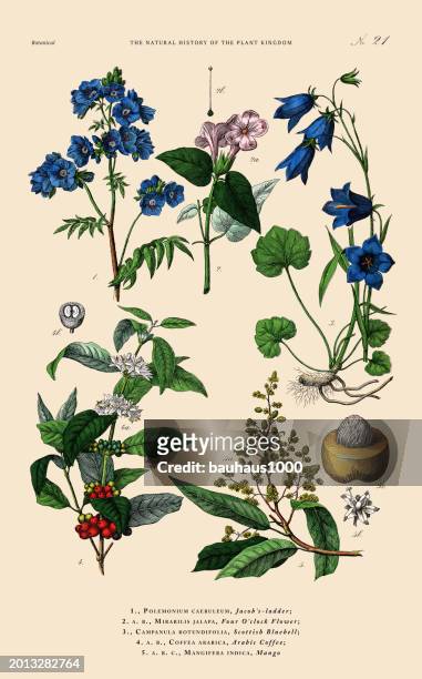 ilustrações, clipart, desenhos animados e ícones de flowering plants, plant kingdom, victorian botanical illustration, circa 1853 - campanula liliaceae