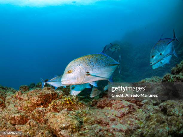 Group of bluefin trevally fish swim at the Cape Pearce dive site on Socorro Island during a tour around the Revillagigedo Islands archipelago on...