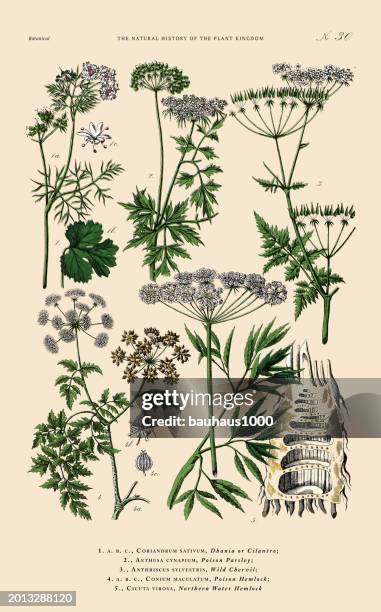 illustrations, cliparts, dessins animés et icônes de herb, vegetable and flowering plants, plant kingdom, victorian botanical illustration, circa 1853 - coriandre fond blanc