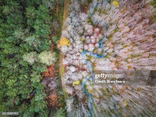 aerial view of two kind of trees separated by country road - science and transportation committee stock pictures, royalty-free photos & images