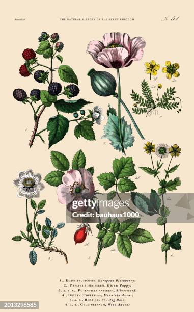 fruit and flowering plants, plant kingdom, victorian botanical illustration, circa 1853 - caper stock illustrations