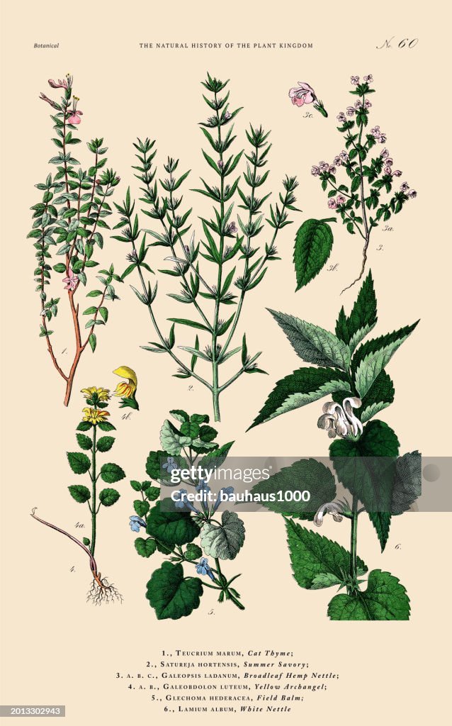 Herb and Flowering Plants, Plant Kingdom, Victorian Botanical Illustration, Circa 1853