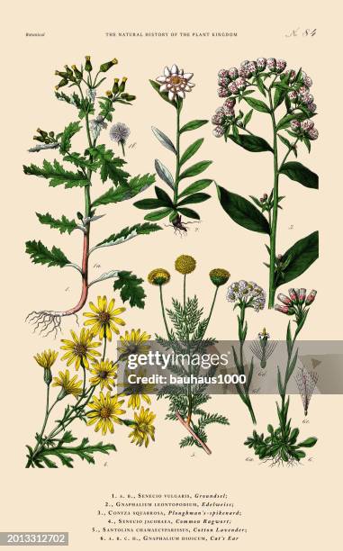 flowering plants, plant kingdom, victorian botanical illustration, circa 1853 - wormwood plant stock-grafiken, -clipart, -cartoons und -symbole