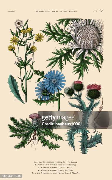 flowering plants, plant kingdom, victorian botanical illustration, circa 1853 - endive 幅插畫檔、美工圖案、卡通及圖標