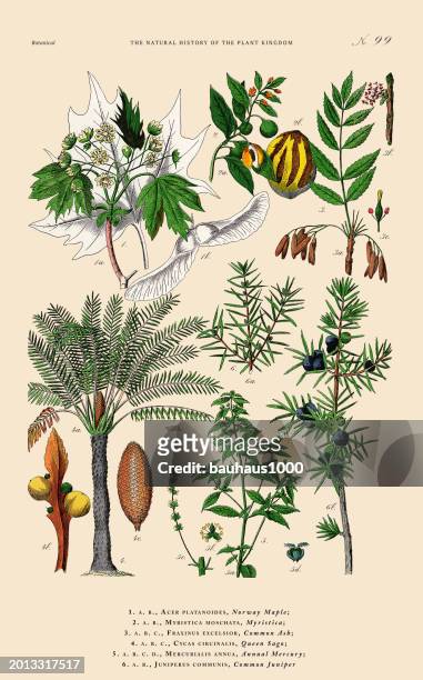 illustrations, cliparts, dessins animés et icônes de tree and flowering plants, plant kingdom, victorian botanical illustration, circa 1853 - aspen tree