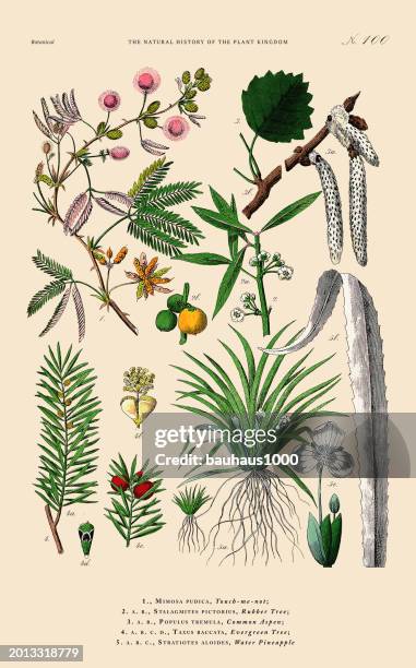 tree and flowering plants, plant kingdom, victorian botanical illustration, circa 1853 - pineapple plant stock-grafiken, -clipart, -cartoons und -symbole