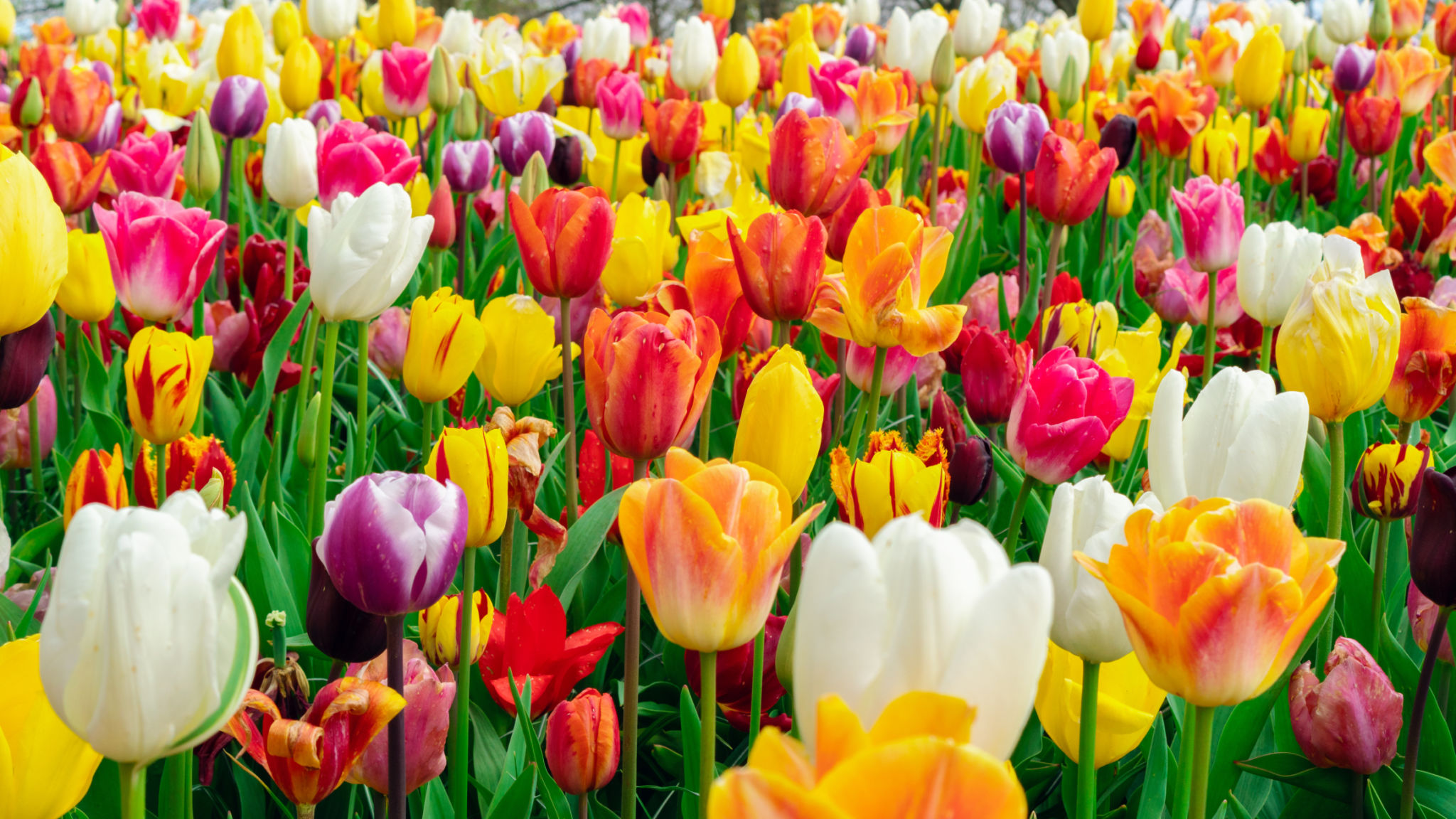 tulip fields