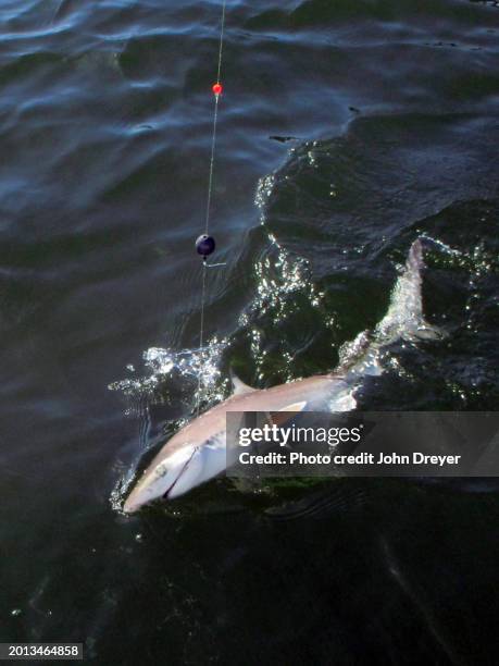 blacktip shark on rod and reel - sinker stock pictures, royalty-free photos & images