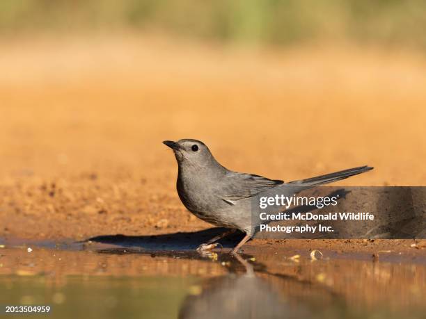 gray catbird - gray catbird stock pictures, royalty-free photos & images