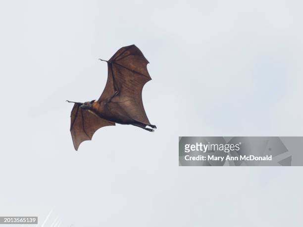 indian flying fox - pteropus giganteus stock pictures, royalty-free photos & images