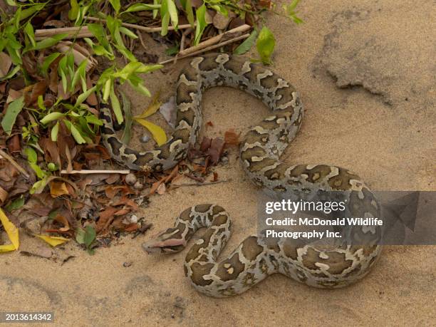 498 Indian Python Stock Photos, High-Res Pictures, and Images - Getty ...