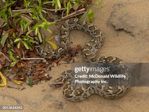 Indian Python Indian Python