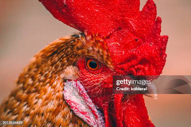 Textured Chicken 1,223 Chicken Texture Close Up Stock Photos, High-Res Pictures, and ...