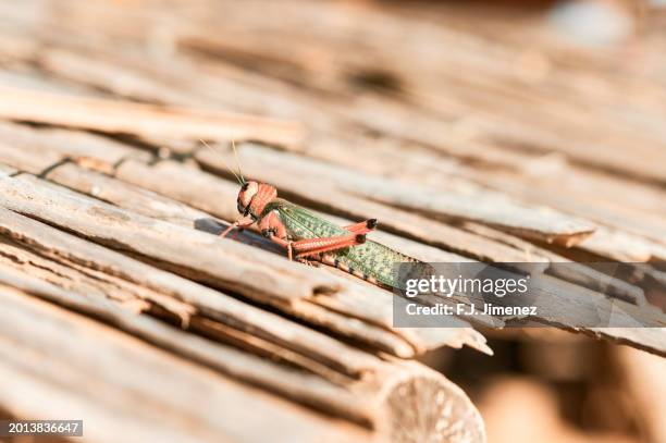 grasshopper perched on boards - desert grasshopper insect stock pictures, royalty-free photos & images