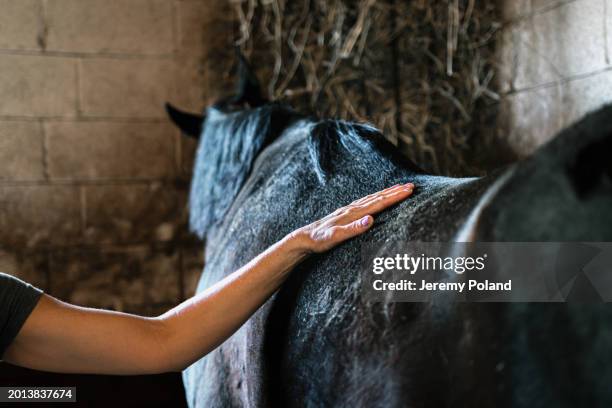 frau kümmert sich um ein blindes älteres rettungspferd in einem stall - pferdeartige stock-fotos und bilder