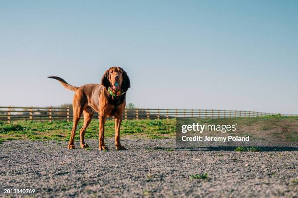 adult bloodhound waiting with a ball in his mouth, retrieving - bloodhound stock pictures, royalty-free photos & images