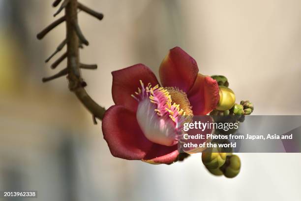 couroupita guianensis / cannonball tree: large, fragrant, rose-pink to red fflower - cannonball tree stock pictures, royalty-free photos & images