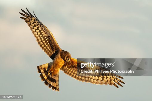 Northern Harrier hawk (Circus cyaneus) in flight