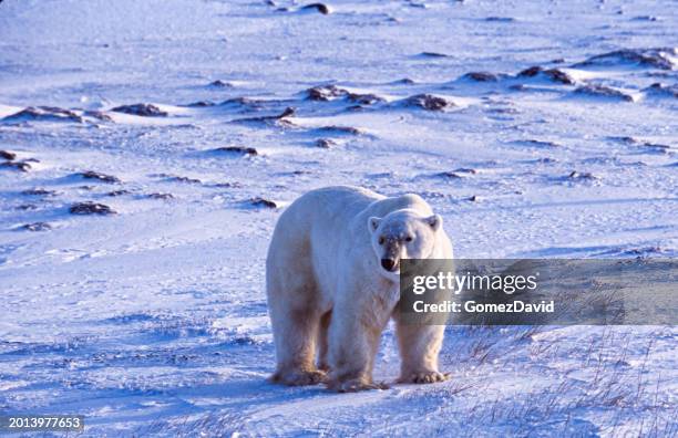 one wild polar bear standing on icy hudson bay - hudson bay stock-fotos und bilder