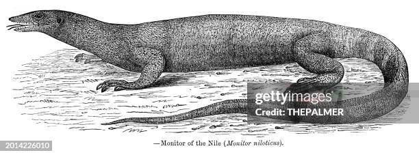 ilustrações, clipart, desenhos animados e ícones de monitor da gravura do lagarto do nilo, 1881 - nile monitor lizard