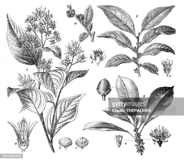 botanical print, sumatra benzoin tree and date plum engraving  from brockhaus' conversations-lexikon 1898 - lexikon stock illustrations