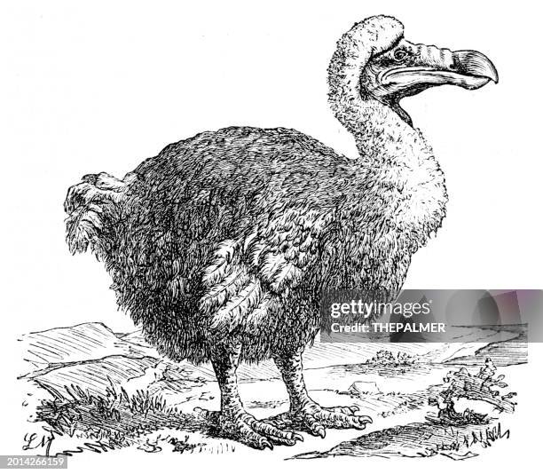 ilustraciones, imágenes clip art, dibujos animados e iconos de stock de grabado de pájaro dodo de conversations-lexikon de brockhaus, 1898 - dodo