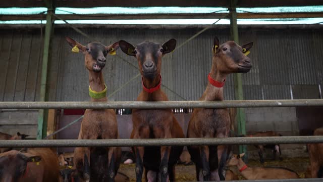 FRA: STOCKSHOTS: Dairy goat farm in France