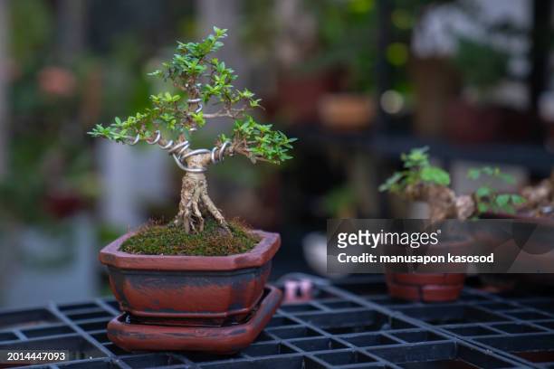 hands pruning a bonsai tree on a work table. - small juniper stock pictures, royalty-free photos & images