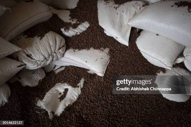 Dried coffee berries are seen next to sacks of coffee inside a coffee curing works plant on January 20, 2024 in Kushalnagar town, Kodagu district, in...