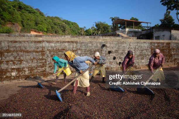 Workers spread Robusta coffee berries to sun dry on January 30, 2024 in Hanbal village, Hassan district, in the southern state of Karnataka, India....